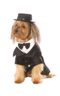 Picture of DAPPER DOG